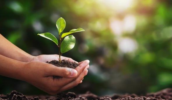 hand holding small tree for planting. concept green world